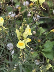 Linaria vulgaris
