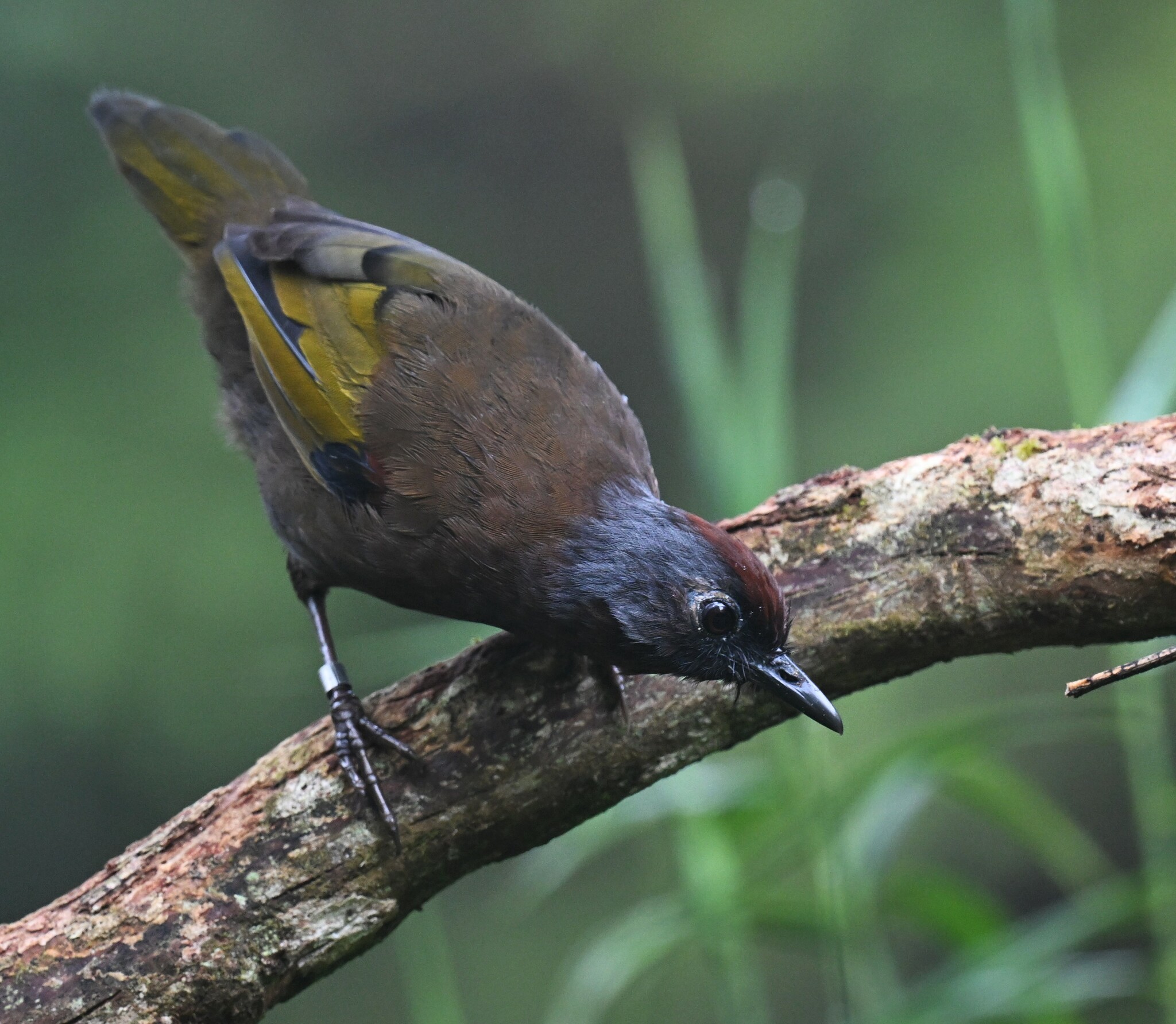 Malayan Laughingthrush (Trochalopteron peninsulae), photo 6