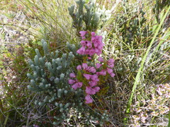 Erica elimensis