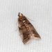 Acrobasis normella - Photo (c) Victor W Fazio III, some rights reserved (CC BY-NC), uploaded by Victor W Fazio III