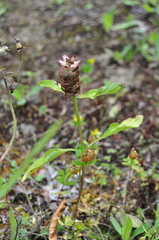 Prunella vulgaris lanceolata