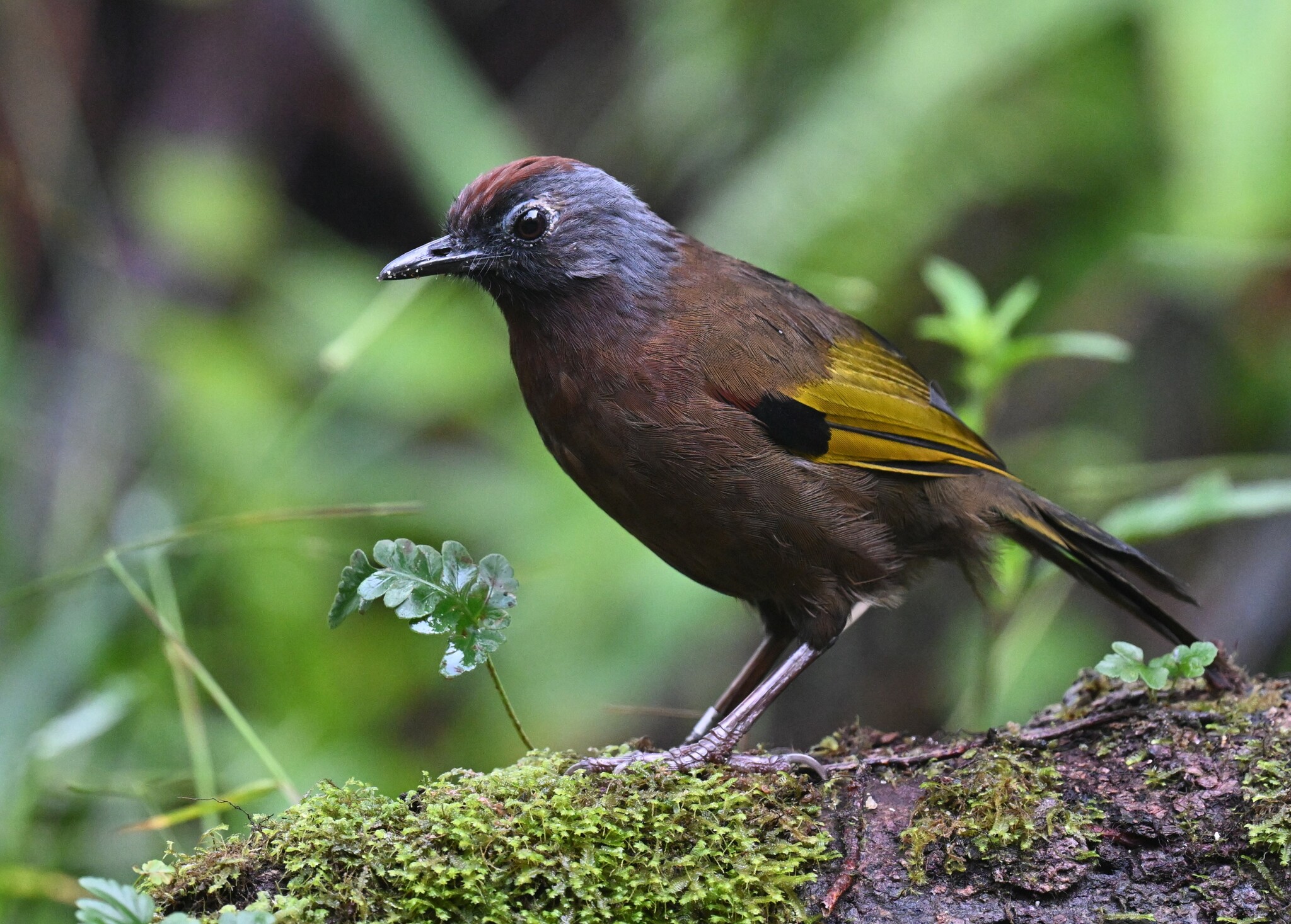 Malayan Laughingthrush (Trochalopteron peninsulae), photo 7