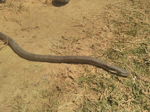 Whyte's Water Snake