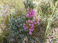 Erica elimensis