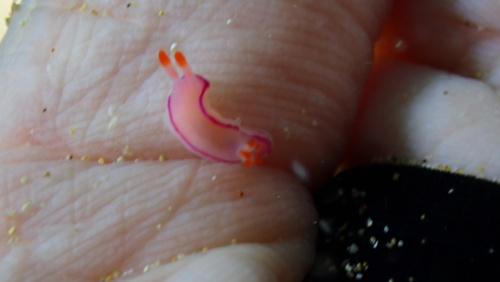 Kahuna nudibranch