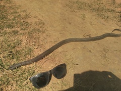 Lycodonomorphus whytii