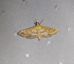 Sameodes cancellalis