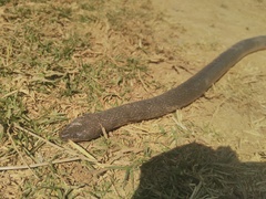 Lycodonomorphus whytii