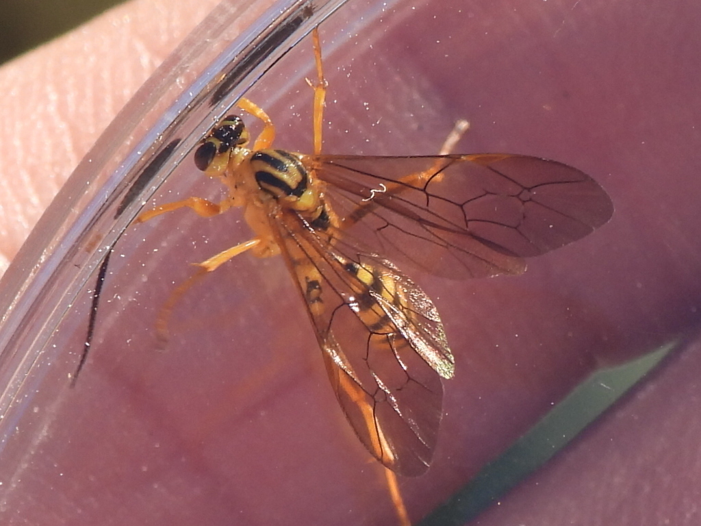Setanta parsimonica
