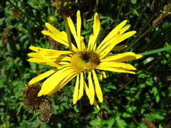 Grindelia greenmanii