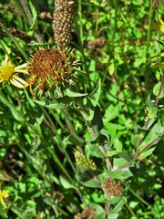 Grindelia greenmanii