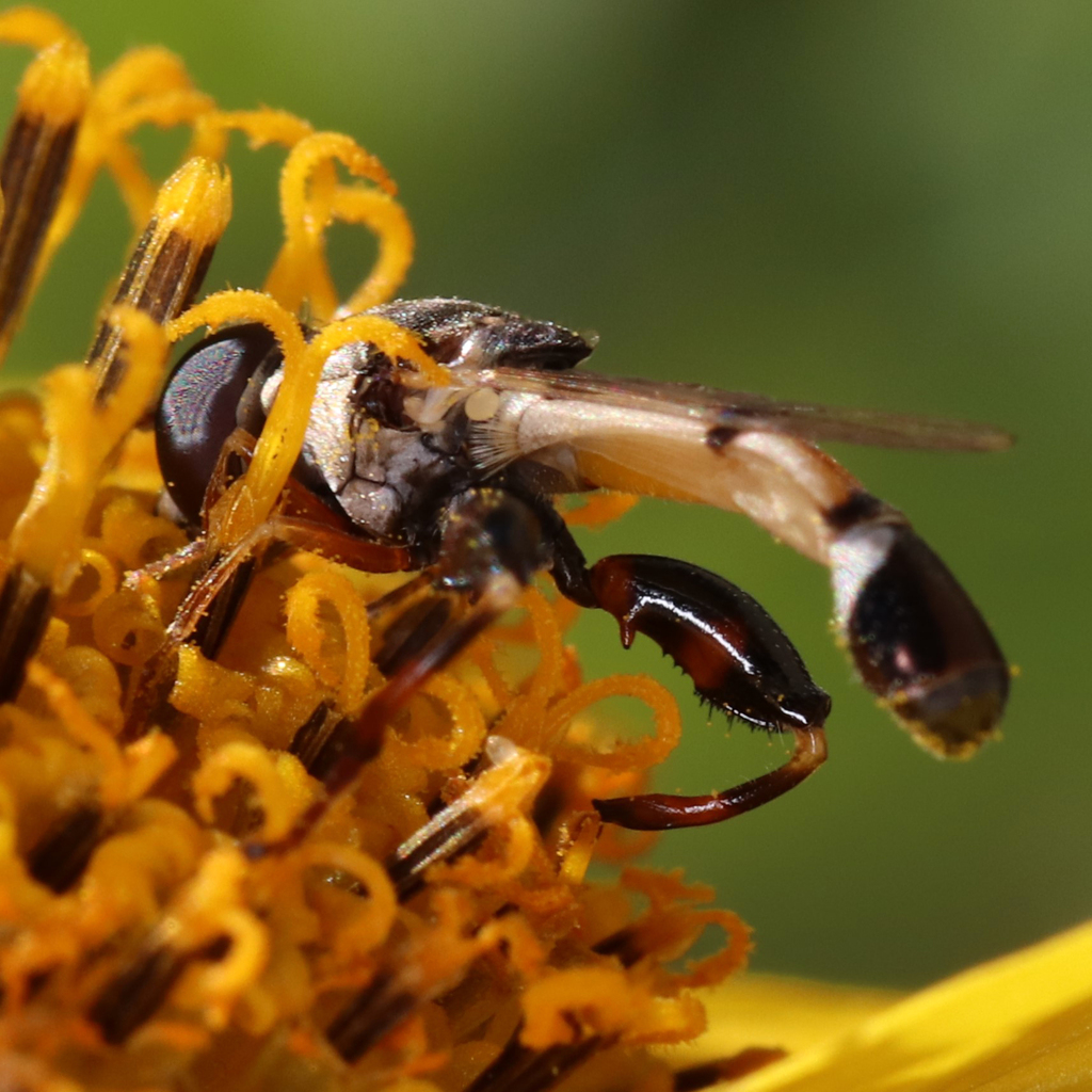 Peg-legged Compost Fly