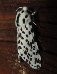 Hypercompe permaculata