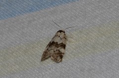 Thallarcha leptographa