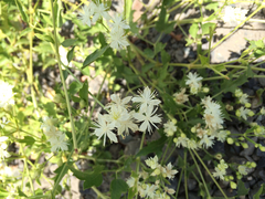 Clematis ligusticifolia