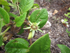 Passiflora brevipes