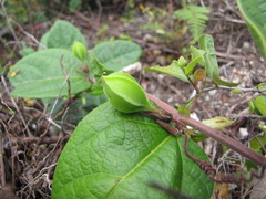 Passiflora brevipes
