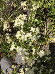 Clematis ligusticifolia