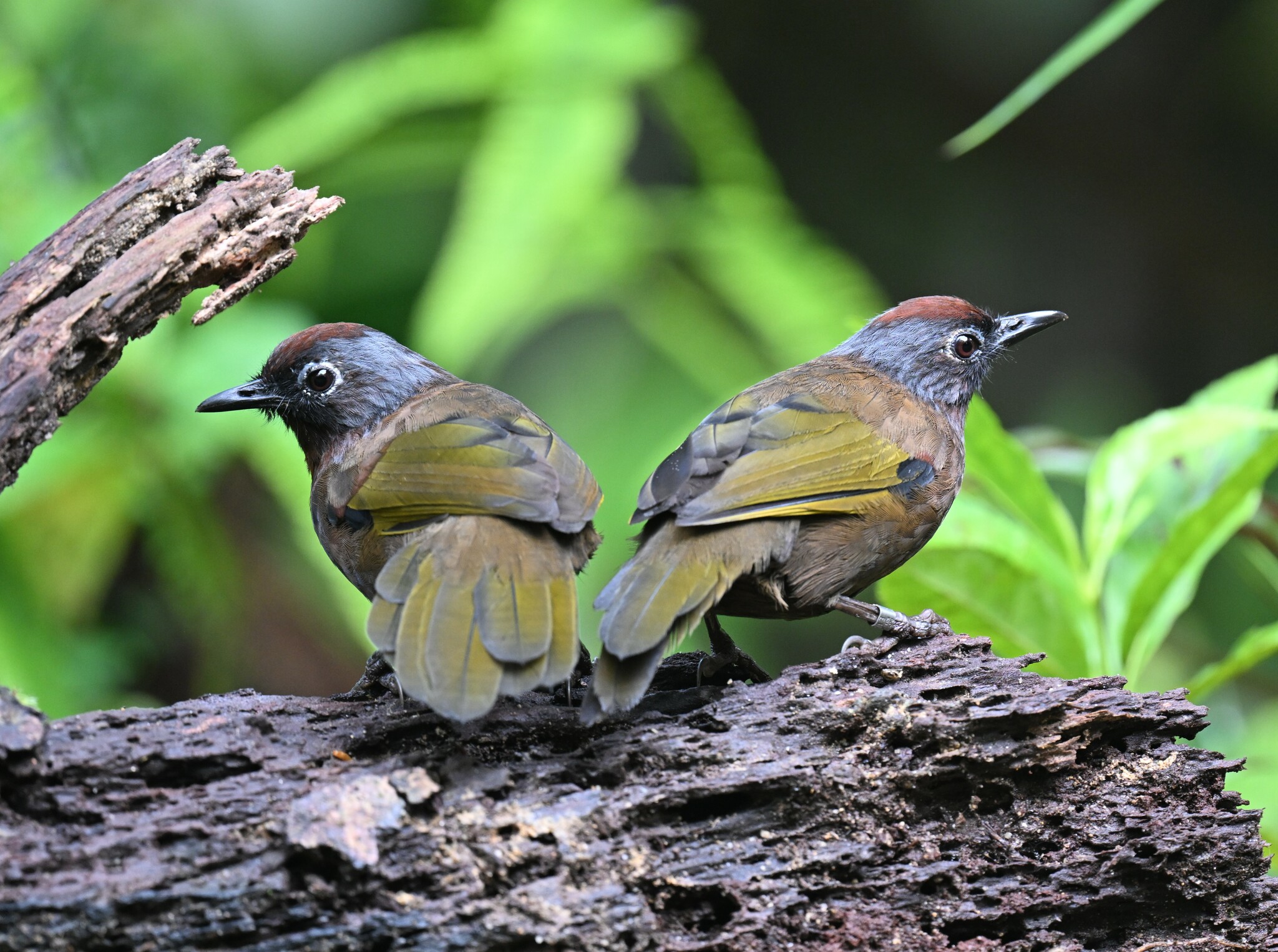 Malayan Laughingthrush (Trochalopteron peninsulae), photo 5