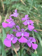 Platanthera peramoena