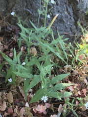 Pseudostellaria