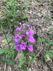 Platanthera peramoena