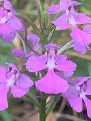 Platanthera peramoena