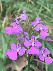 Platanthera peramoena