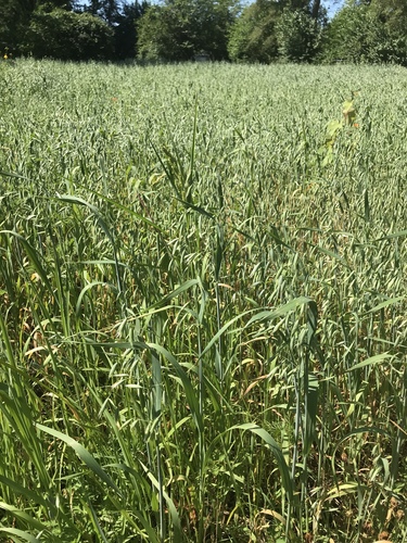 Aveia (Avena sativa)
