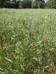 Aveia (Avena sativa)