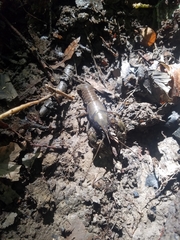 Cambarus bartonii cavatus