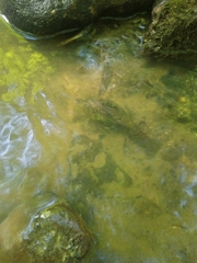 Cambarus bartonii cavatus