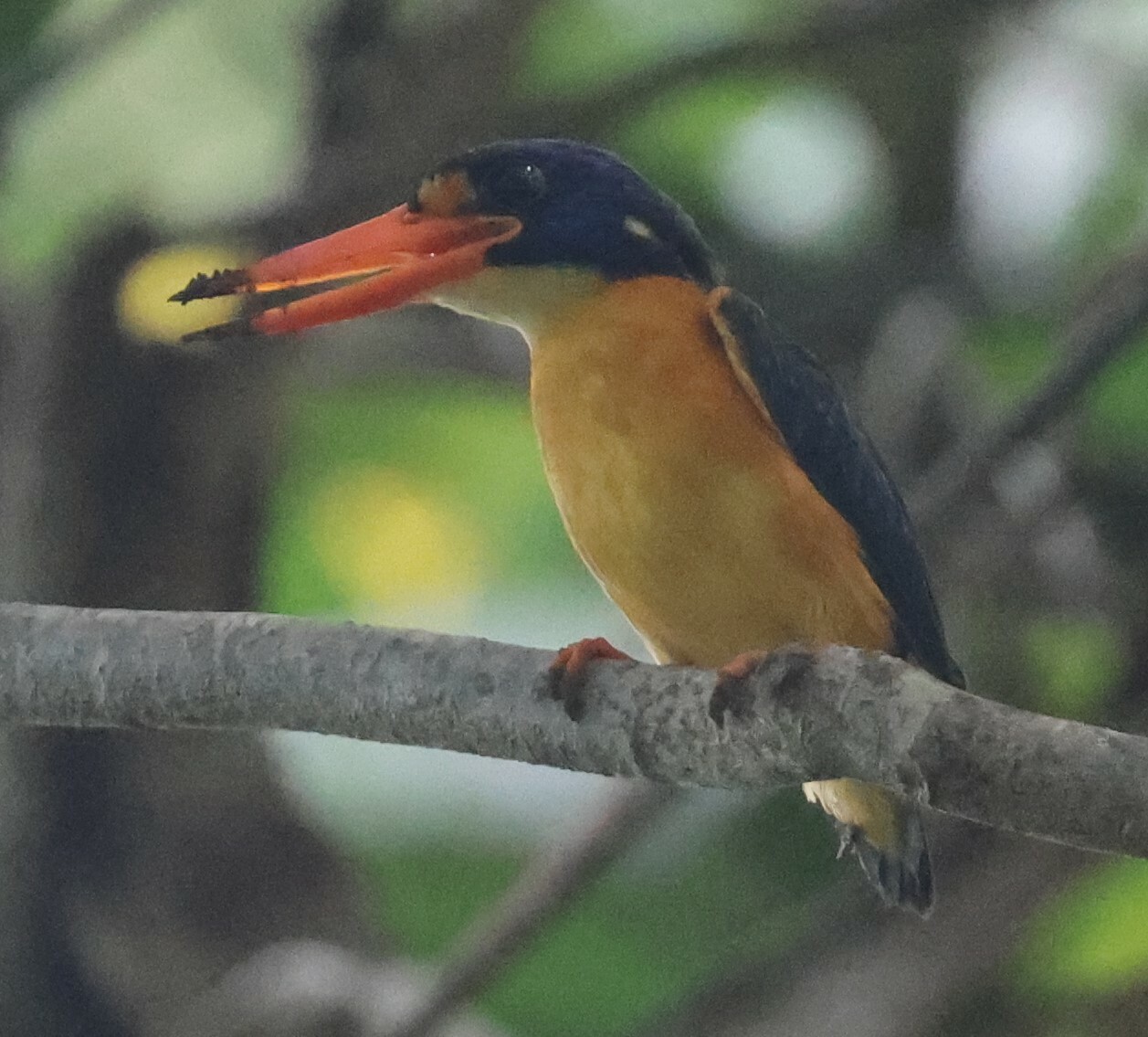 New Georgia Dwarf-Kingfisher illustration
