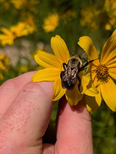 Lemon Cuckoo Bumble Bee (Bombus citrinus), a species recorded in Michigan