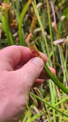 Jones' pitcherplant (Sarracenia jonesii)