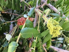Rhus typhina