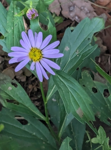 Aster yomena, photograph 1