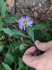 Aster yomena, photograph (c) mami_t_t, some rights reserved (CC BY)
