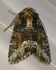 Oligia strigilis