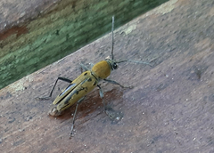 Chlorophorus glabromaculatus