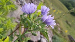 Lactuca perennis