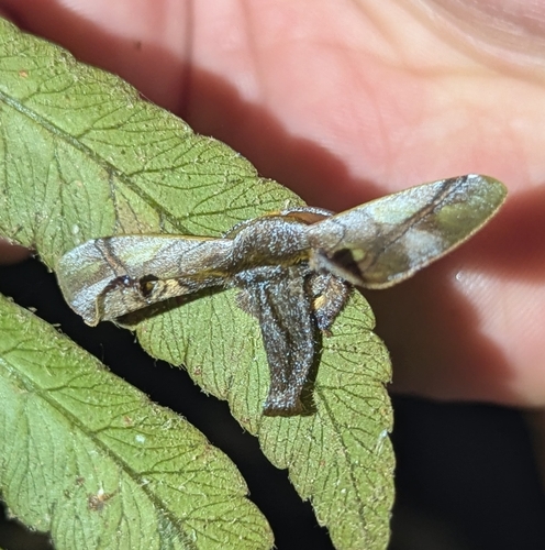 Epia casnonia
