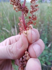 Rumex × acutus