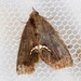Small Necklace Moth - Photo (c) Victor W Fazio III, some rights reserved (CC BY-NC), uploaded by Victor W Fazio III
