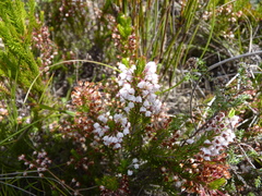 Erica rubiginosa