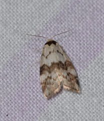Thallarcha leptographa
