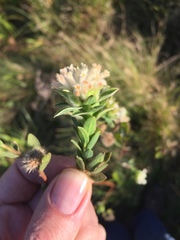 Lasiosiphon calocephalus