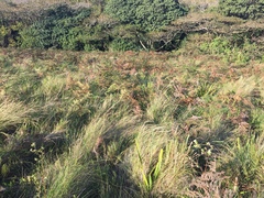 Lasiosiphon calocephalus