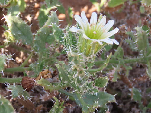 Image of White Nectarcup (Codon royenii) by no rights reserved