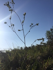 Lasiosiphon calocephalus